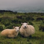 Your relationship bill of legal rights by Rebecca Matthews – Specific & Couples Therapy | Sex Therapy